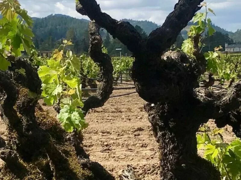 Wijn Old Vines