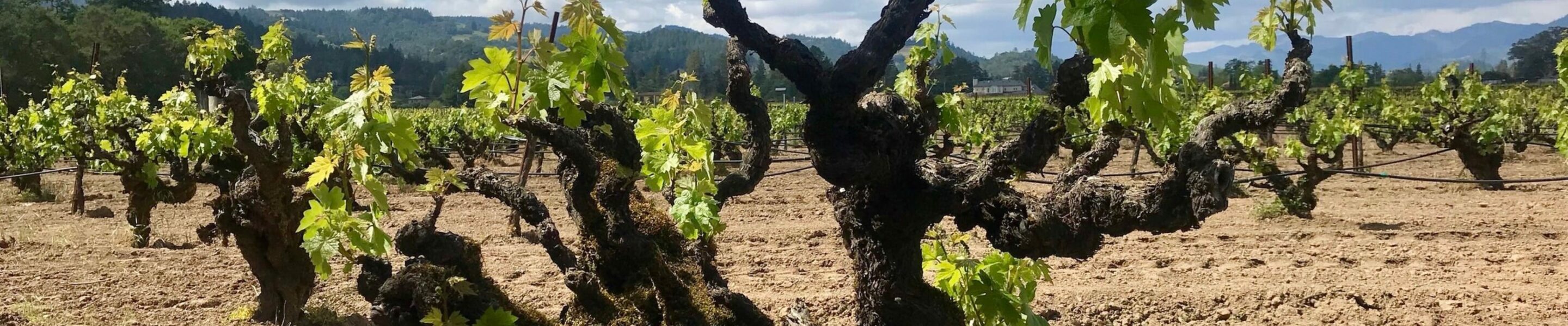 Wat betekent ‘old vine’ in de wijnwereld?