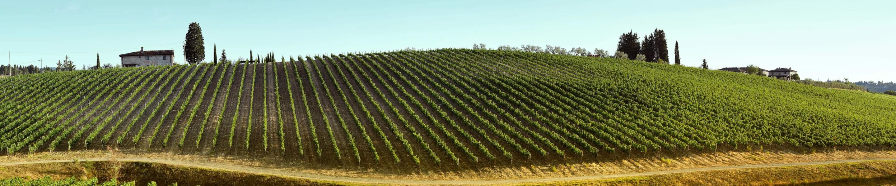 Noord-Italië produceert 50% van alle Italiaanse wijnen