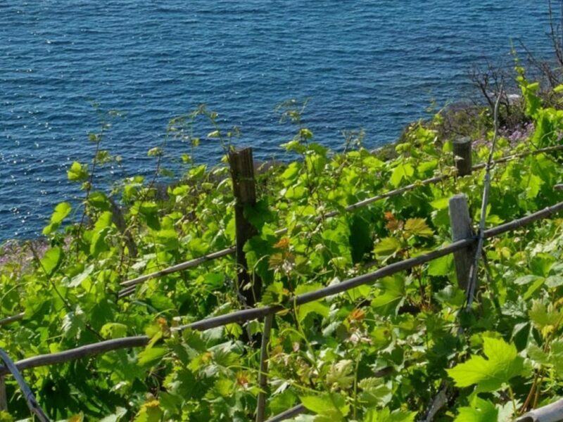 Italië wijngaard aan de kust
