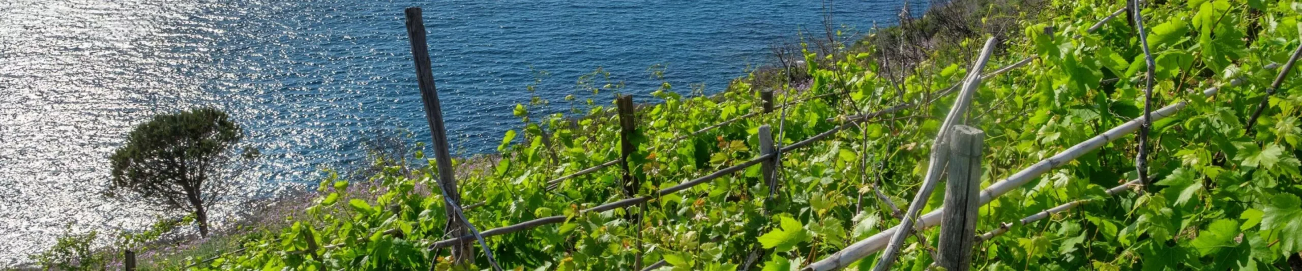 Italië wijngaard aan de kust