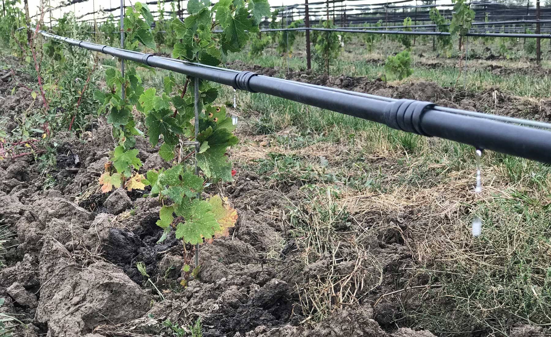 Wijngaard Irrigatie
